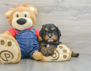 7 week old Cavapoo Puppy For Sale - Simply Southern Pups