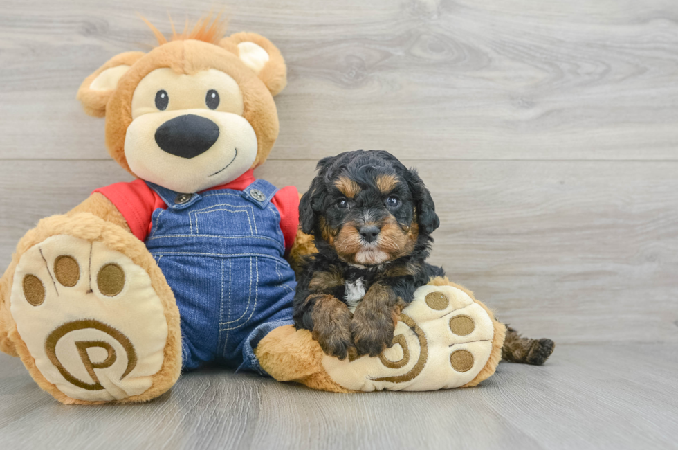 5 week old Cavapoo Puppy For Sale - Simply Southern Pups