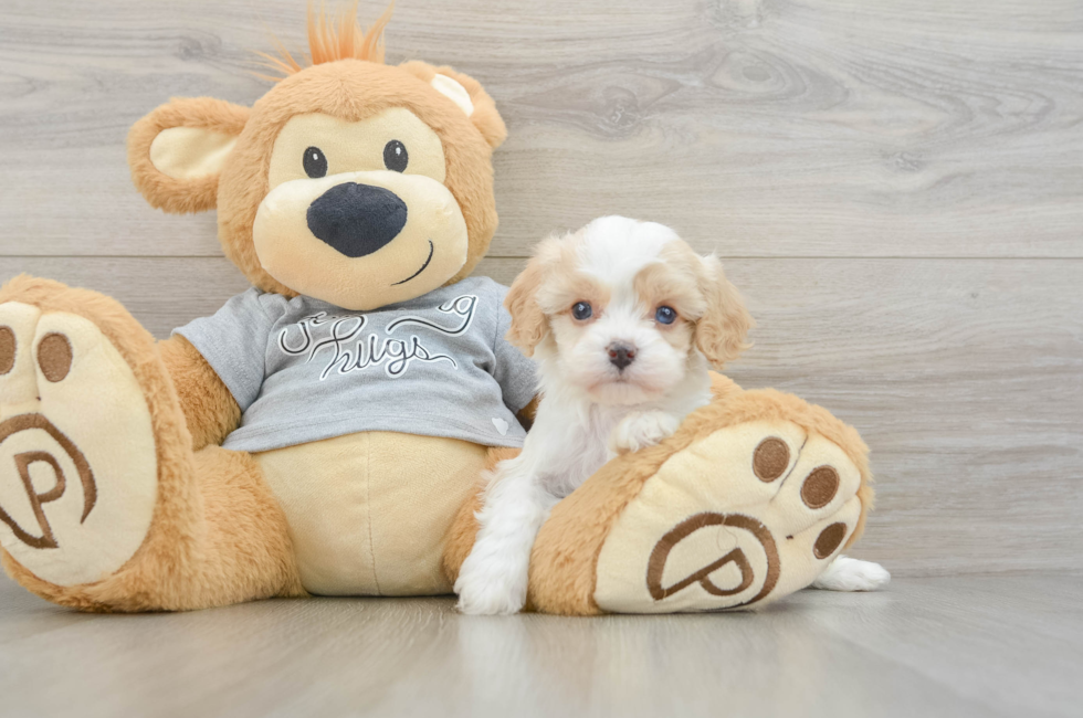5 week old Cavapoo Puppy For Sale - Simply Southern Pups