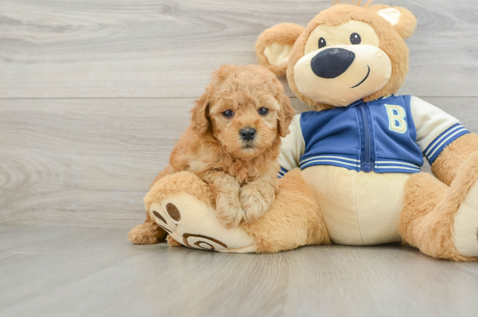 6 week old Cavapoo Puppy For Sale - Simply Southern Pups