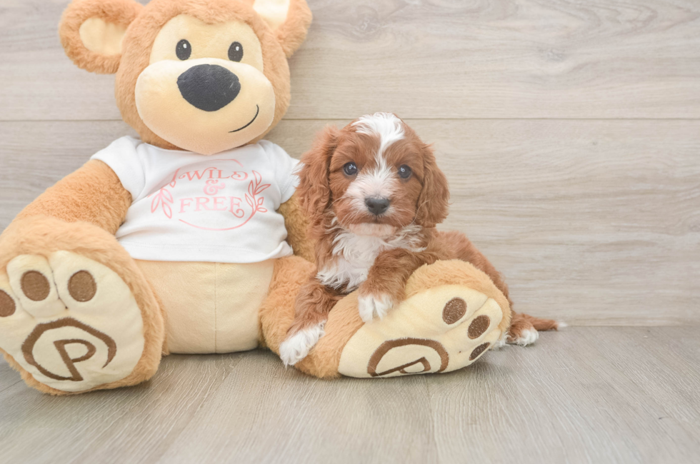 7 week old Cavapoo Puppy For Sale - Simply Southern Pups