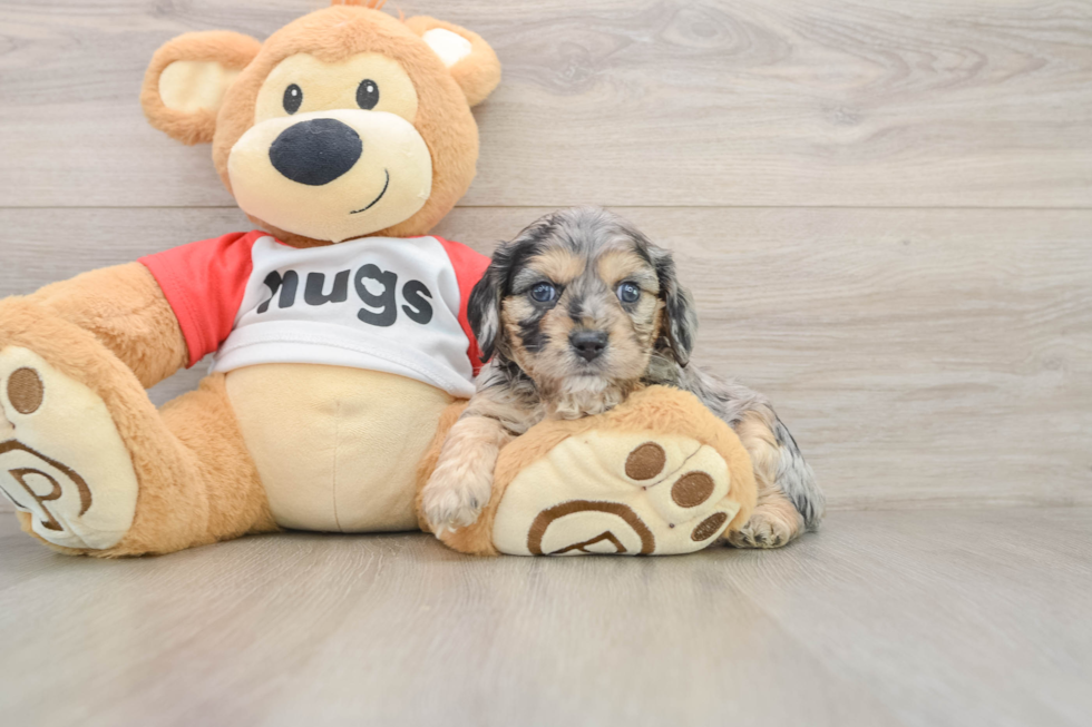 Cavapoo Puppy for Adoption