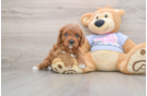 Cavapoo Puppy for Adoption