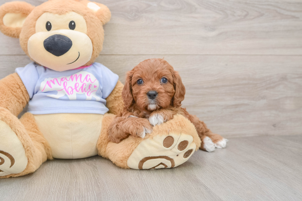 Happy Cavapoo Baby