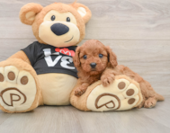 7 week old Cavapoo Puppy For Sale - Simply Southern Pups
