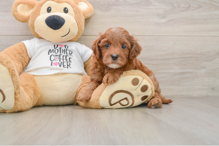 Cavapoo Puppy for Adoption