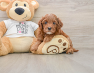 7 week old Cavapoo Puppy For Sale - Simply Southern Pups