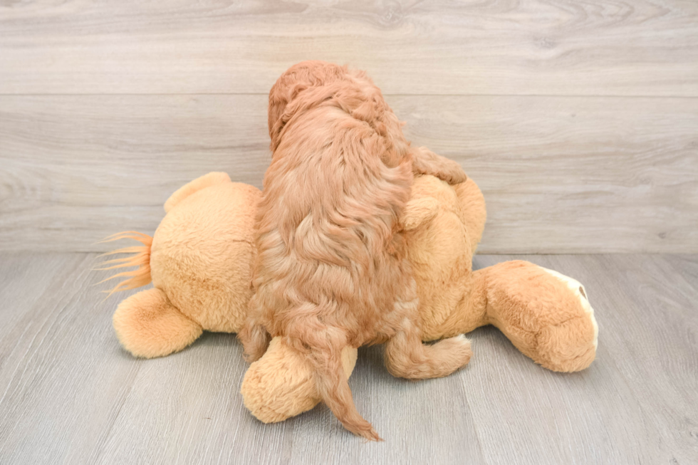 Small Cavapoo Baby