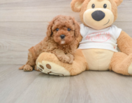 9 week old Cavapoo Puppy For Sale - Simply Southern Pups