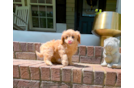 Cute Cavapoo Poodle Mix Pup
