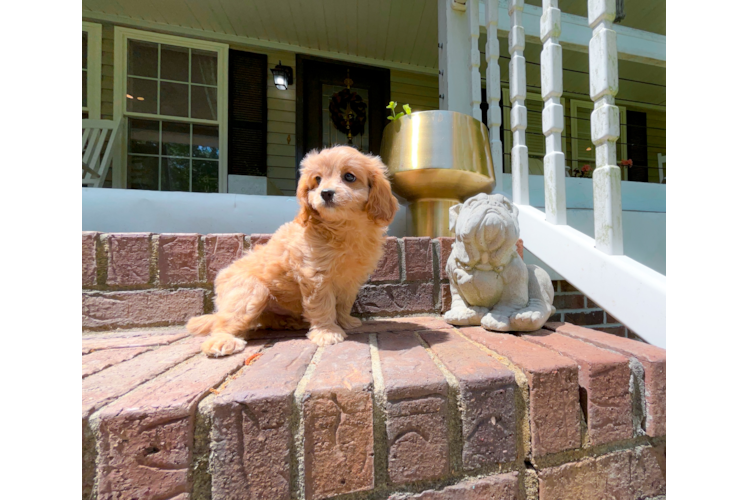Best Cavapoo Baby
