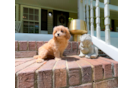 Best Cavapoo Baby