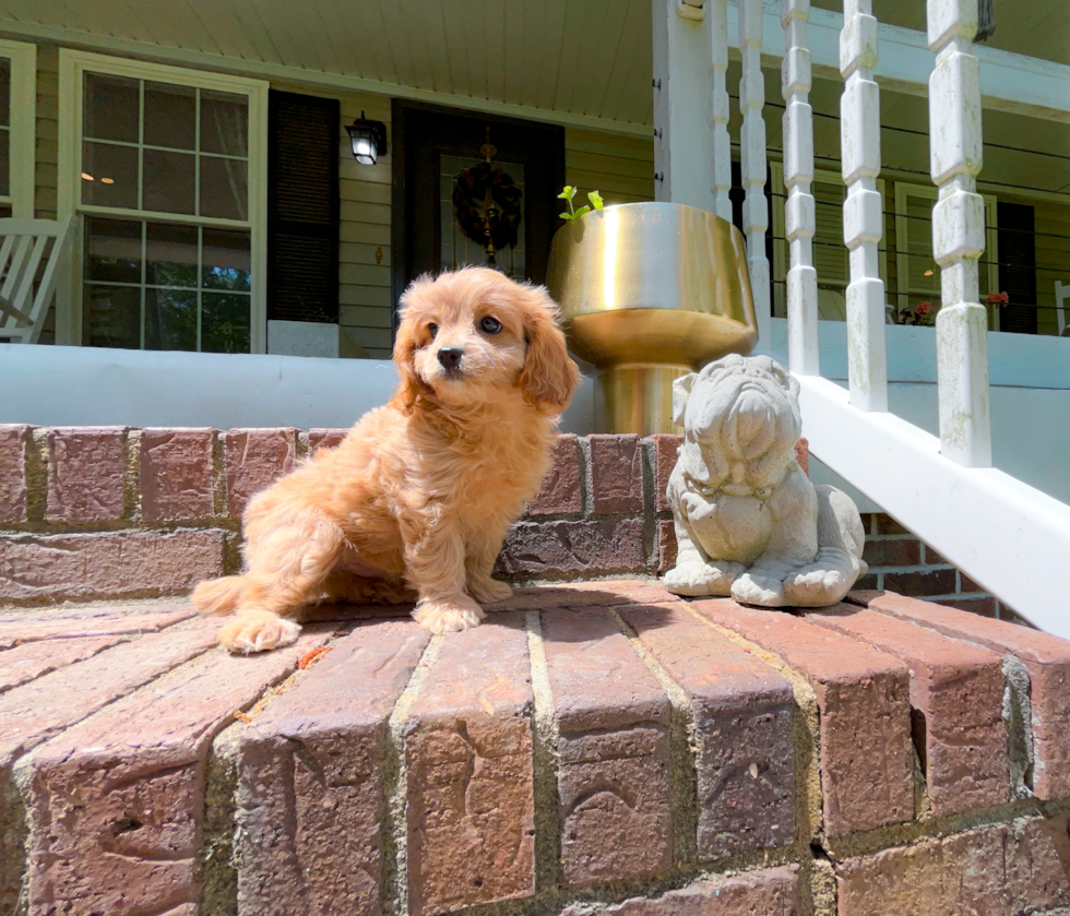 Best Cavapoo Baby