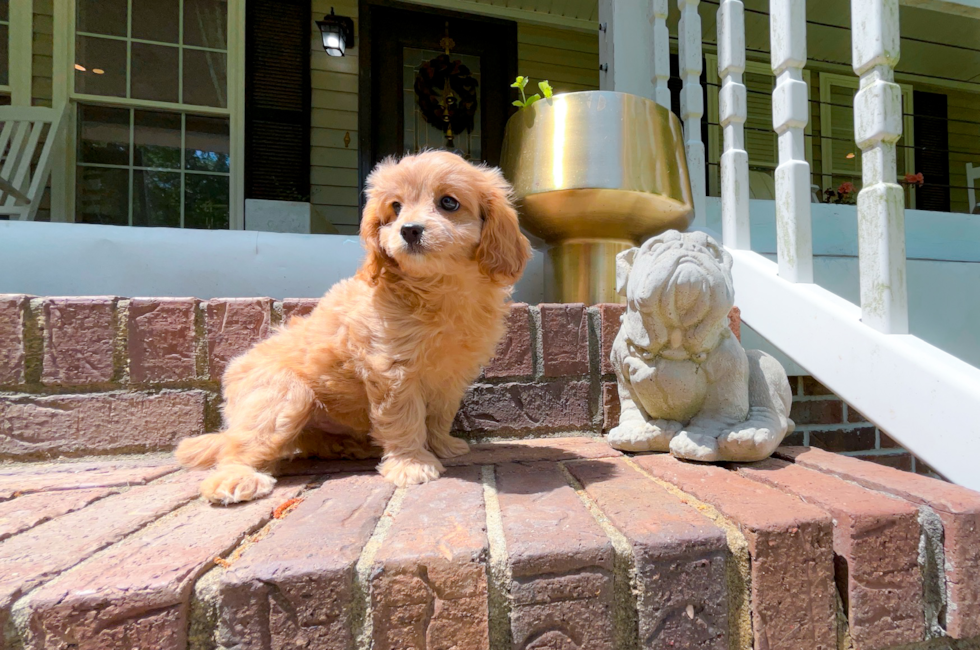 10 week old Cavapoo Puppy For Sale - Simply Southern Pups