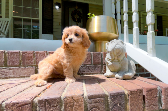 Best Cavapoo Baby