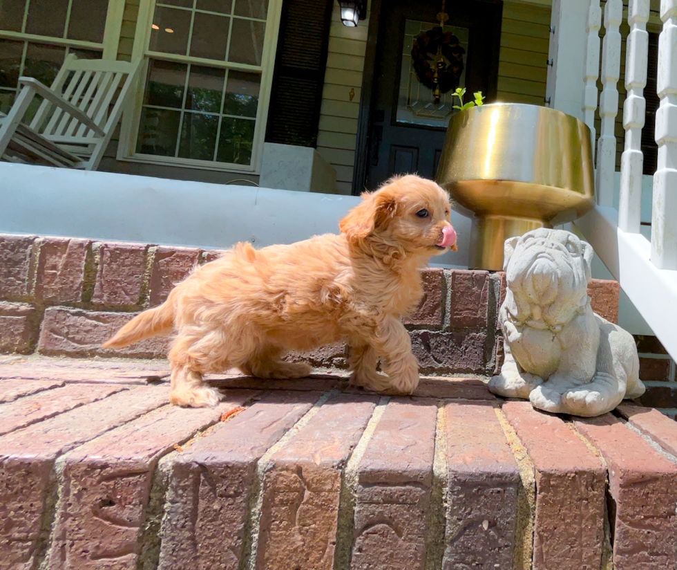 Cavapoo Puppy for Adoption