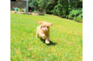 Cavapoo Puppy for Adoption