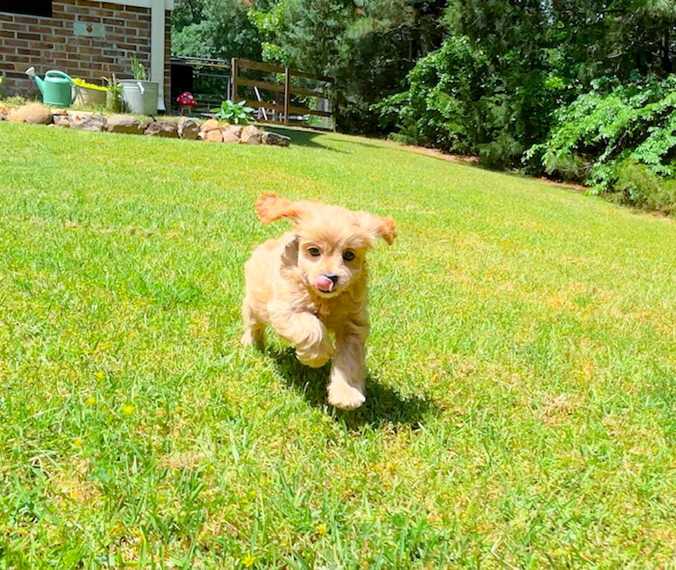 Cavapoo Puppy for Adoption
