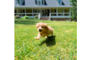 Cavapoo Puppy for Adoption