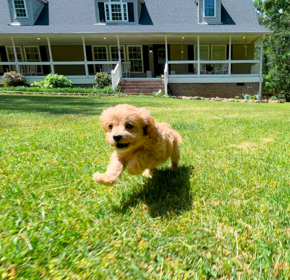 Cavapoo Puppy for Adoption