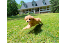 Cavapoo Puppy for Adoption