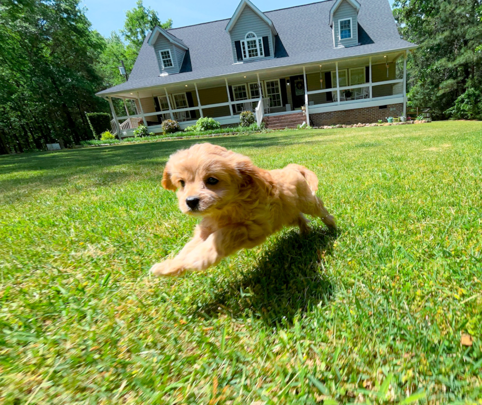 Cavapoo Puppy for Adoption