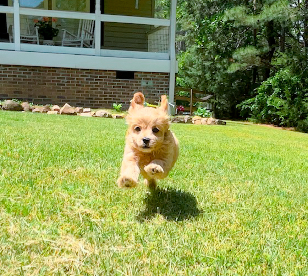 Cavapoo Pup Being Cute