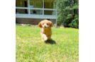 Best Cavapoo Baby
