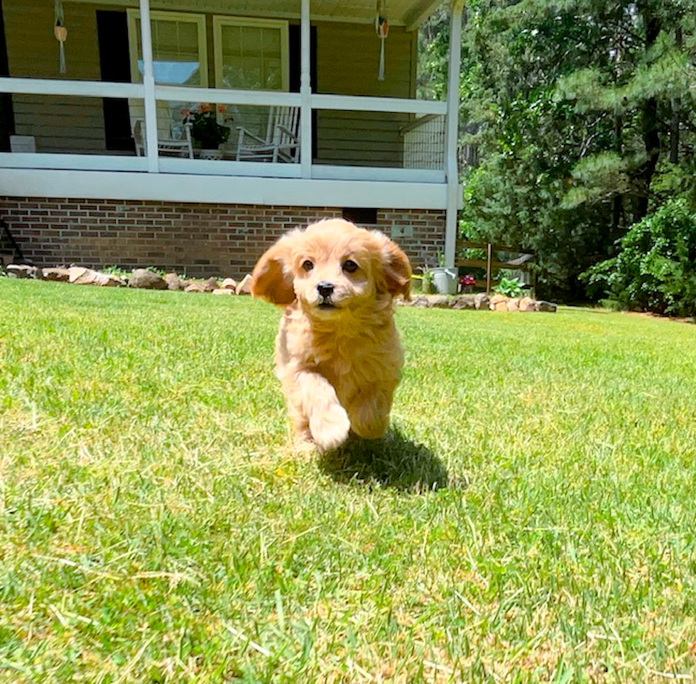 Best Cavapoo Baby
