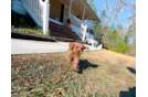 Cute Cavapoo Poodle Mix Pup