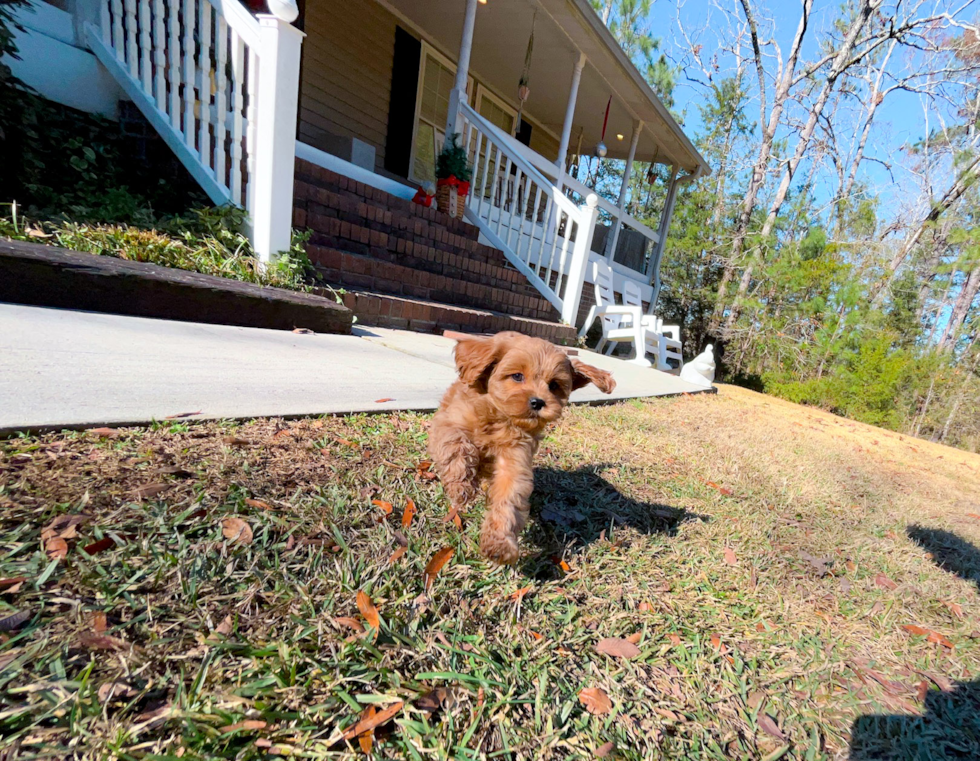 Cute Cavapoo Poodle Mix Pup