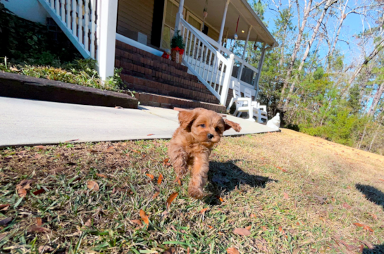 Cute Cavapoo Poodle Mix Pup