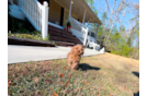 Cavapoo Puppy for Adoption