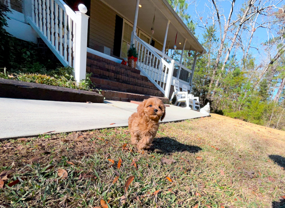 Cavapoo Puppy for Adoption