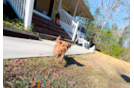 Cute Cavapoo Poodle Mix Pup