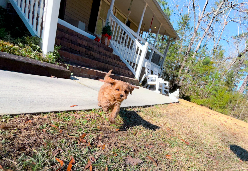 Cute Cavapoo Poodle Mix Pup