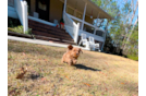 Cavapoo Puppy for Adoption