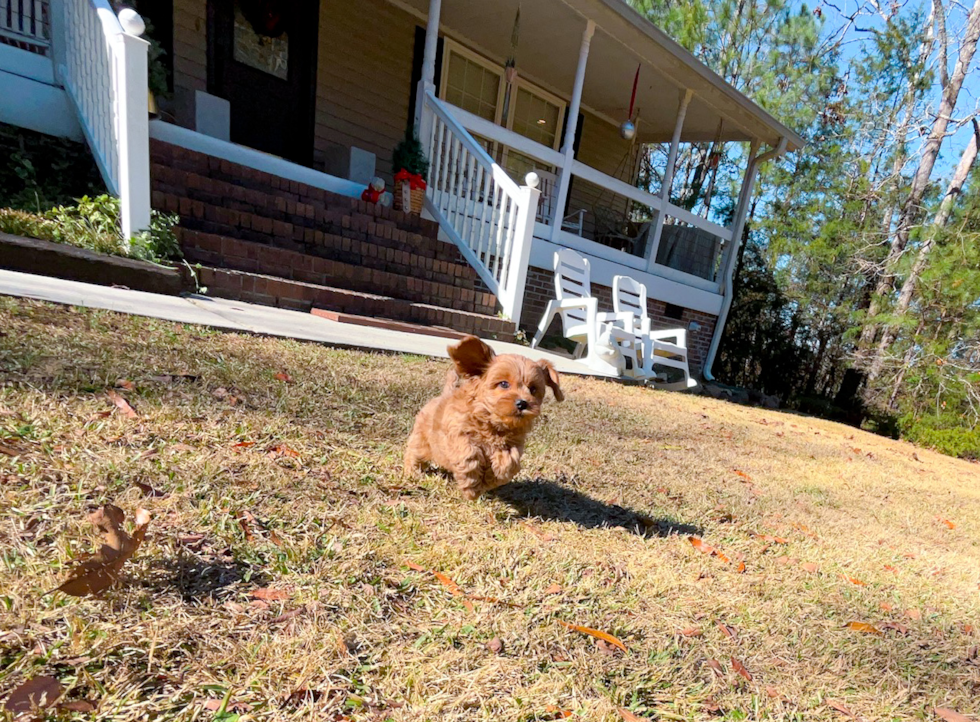 Cavapoo Puppy for Adoption