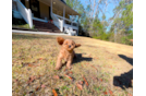 Cavapoo Pup Being Cute