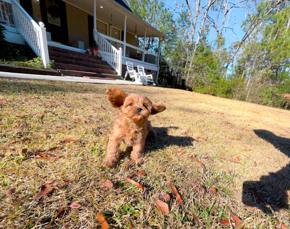 Cavapoo Pup Being Cute