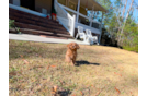 Best Cavapoo Baby