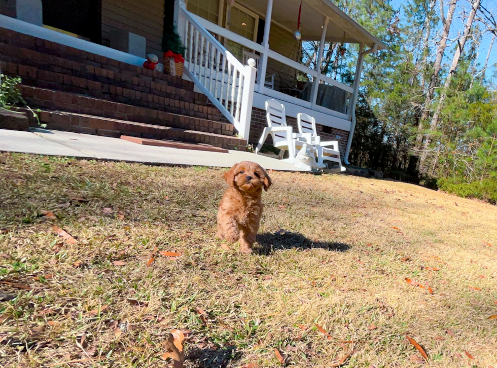 Best Cavapoo Baby