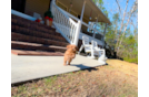 Cute Cavapoo Poodle Mix Pup