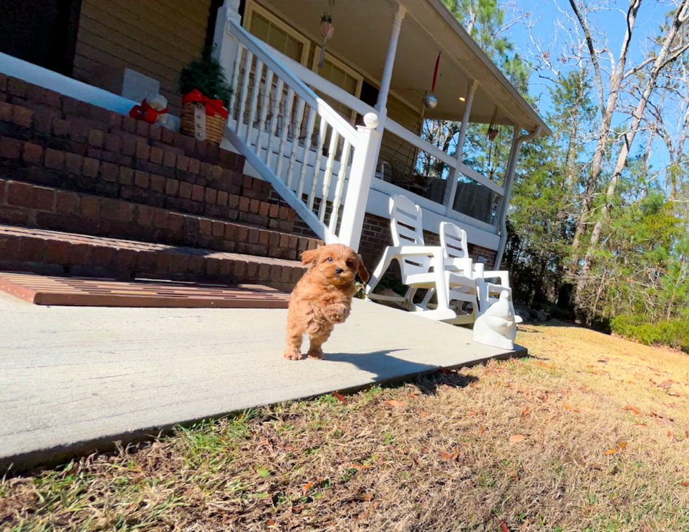 Cute Cavapoo Poodle Mix Pup