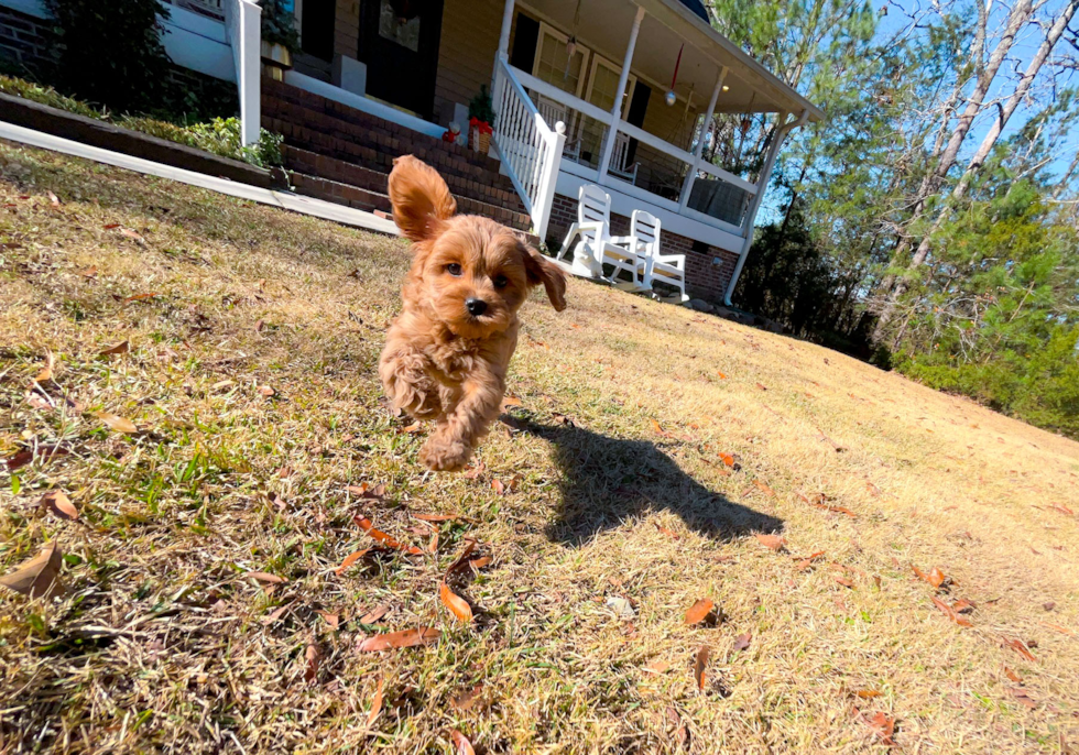 Cavapoo Pup Being Cute