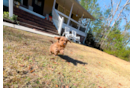 Cute Cavapoo Poodle Mix Pup