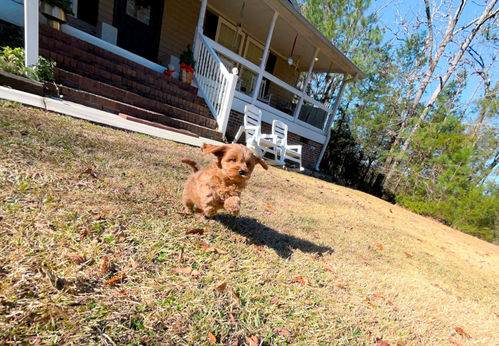 Cute Cavapoo Poodle Mix Pup