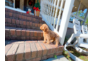 Cute Cavapoo Poodle Mix Pup