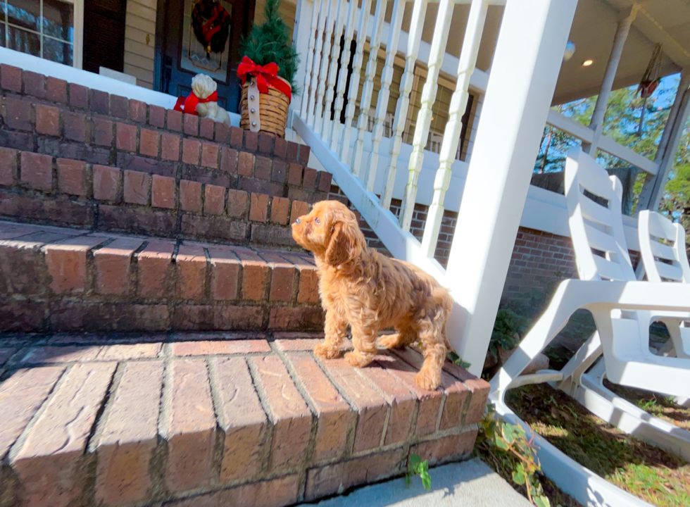 Cute Cavapoo Poodle Mix Pup