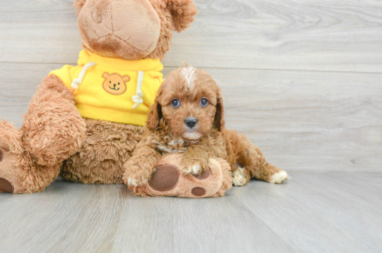 Best Cavapoo Baby